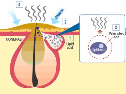 What is Nonenal? The Cause of Aging Odor